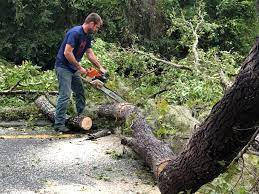 How Our Tree Care Process Works  in  Middleville, MI