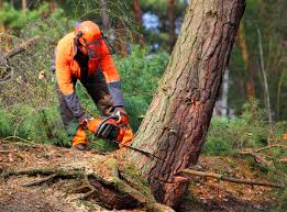 Best Hedge Trimming  in Ddleville, MI