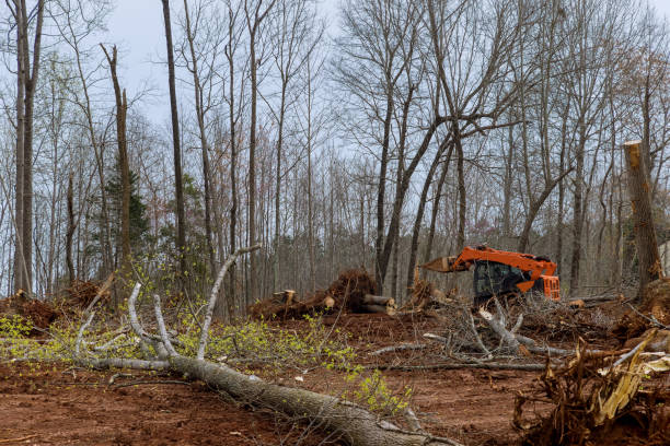 Best Tree Trimming and Pruning  in Ddleville, MI