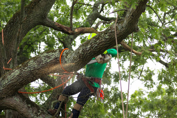 Best Stump Grinding and Removal  in Ddleville, MI