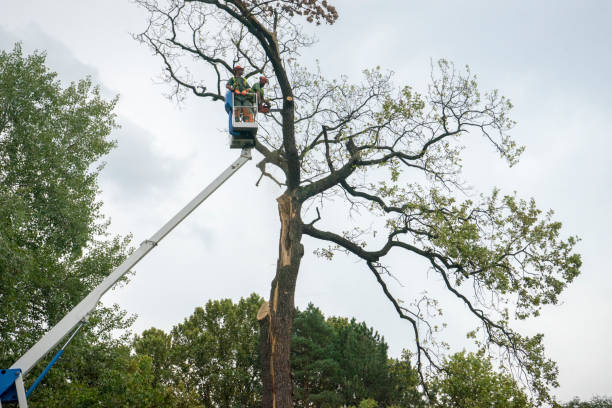  Ddleville, MI Tree Care Pros