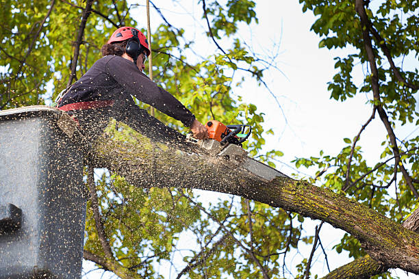 Best Tree Maintenance Programs  in Ddleville, MI