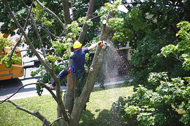 Best Emergency Tree Removal  in Ddleville, MI