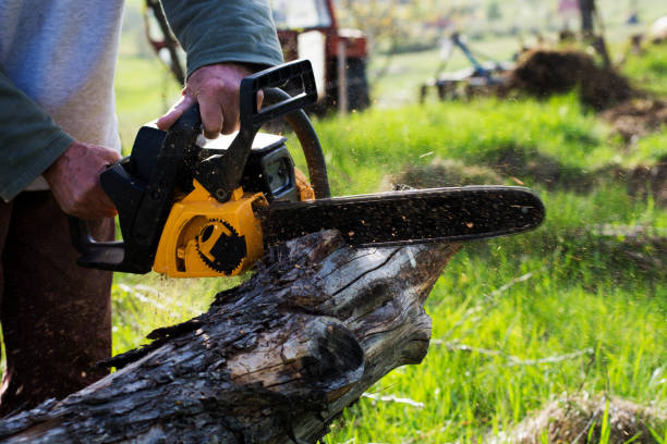 Reliable Middleville, MI Tree Care Solutions